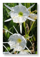 Cahaba_Lilies_closeup